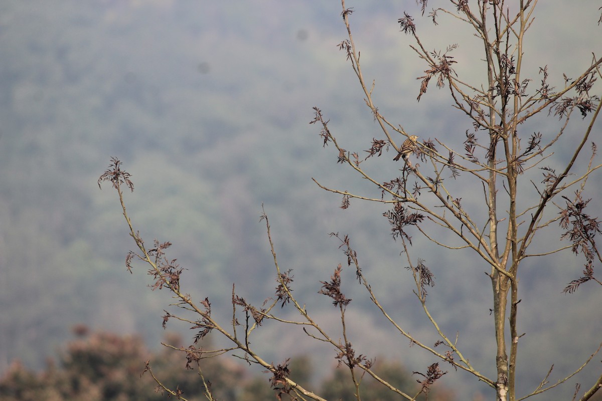 Tree Pipit - ML39214691