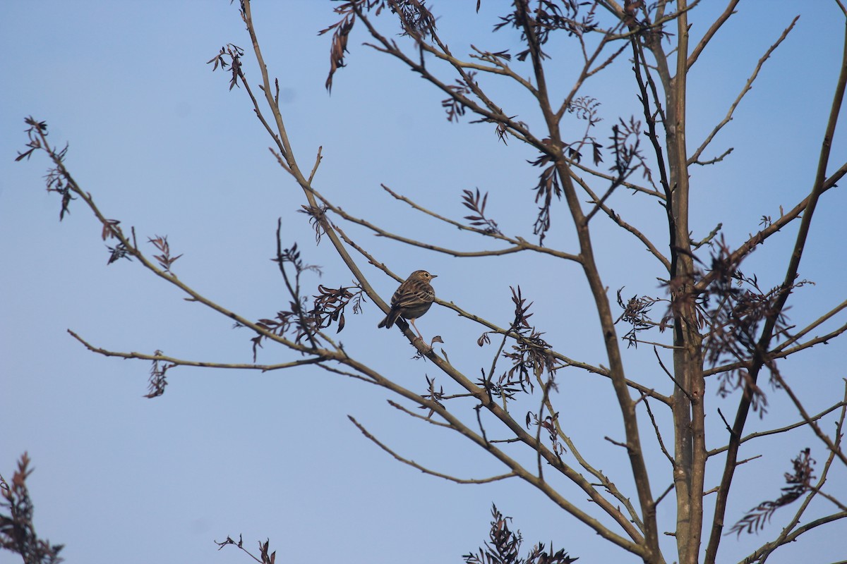 Tree Pipit - ML39214701