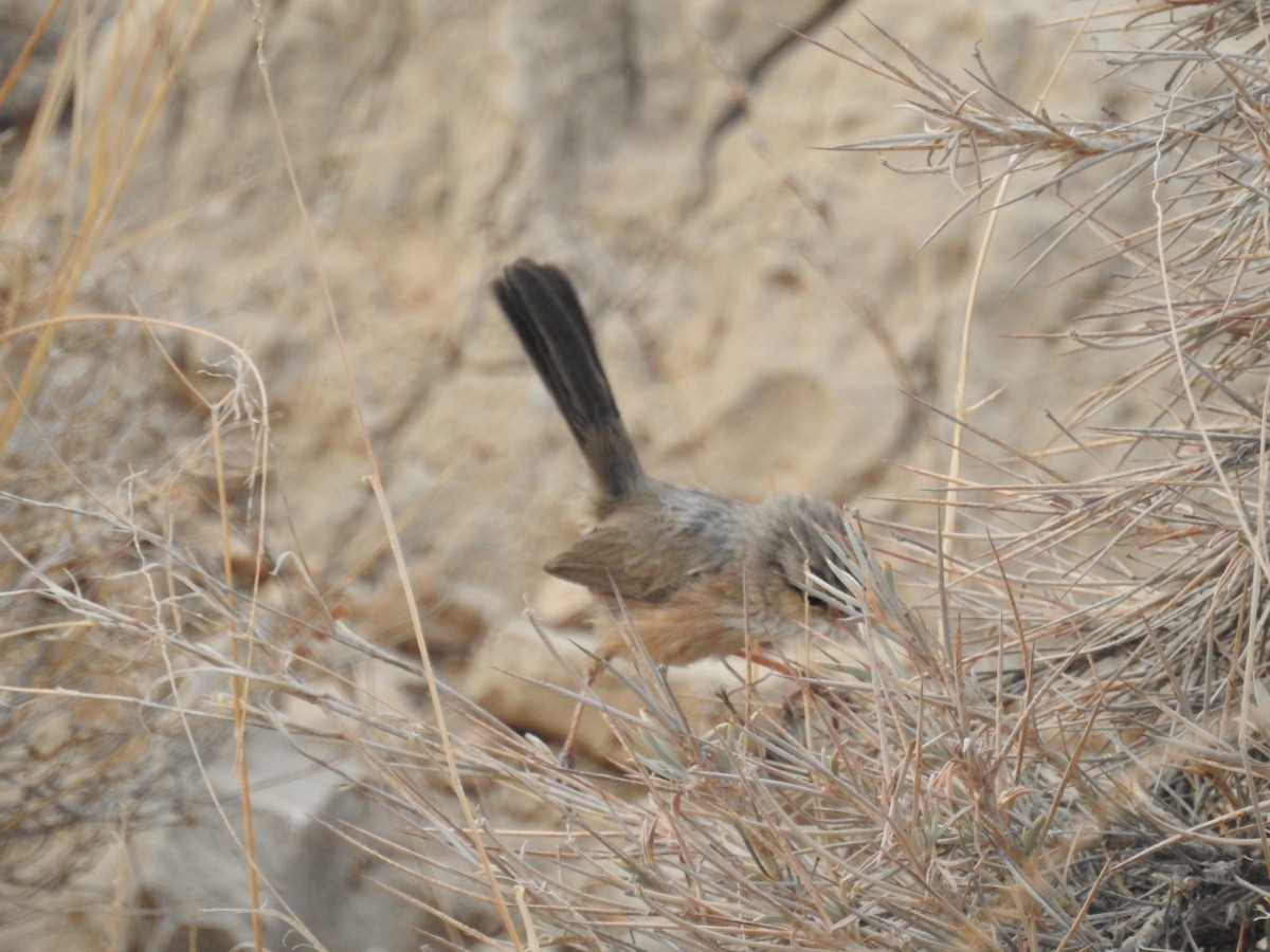 Scrub Warbler - ML392147081