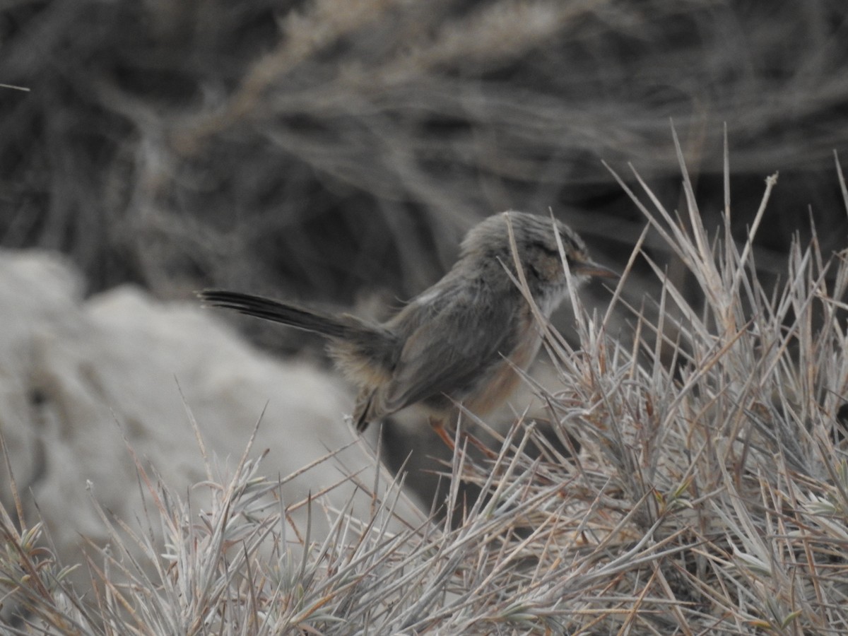 Scrub Warbler - ML392147091