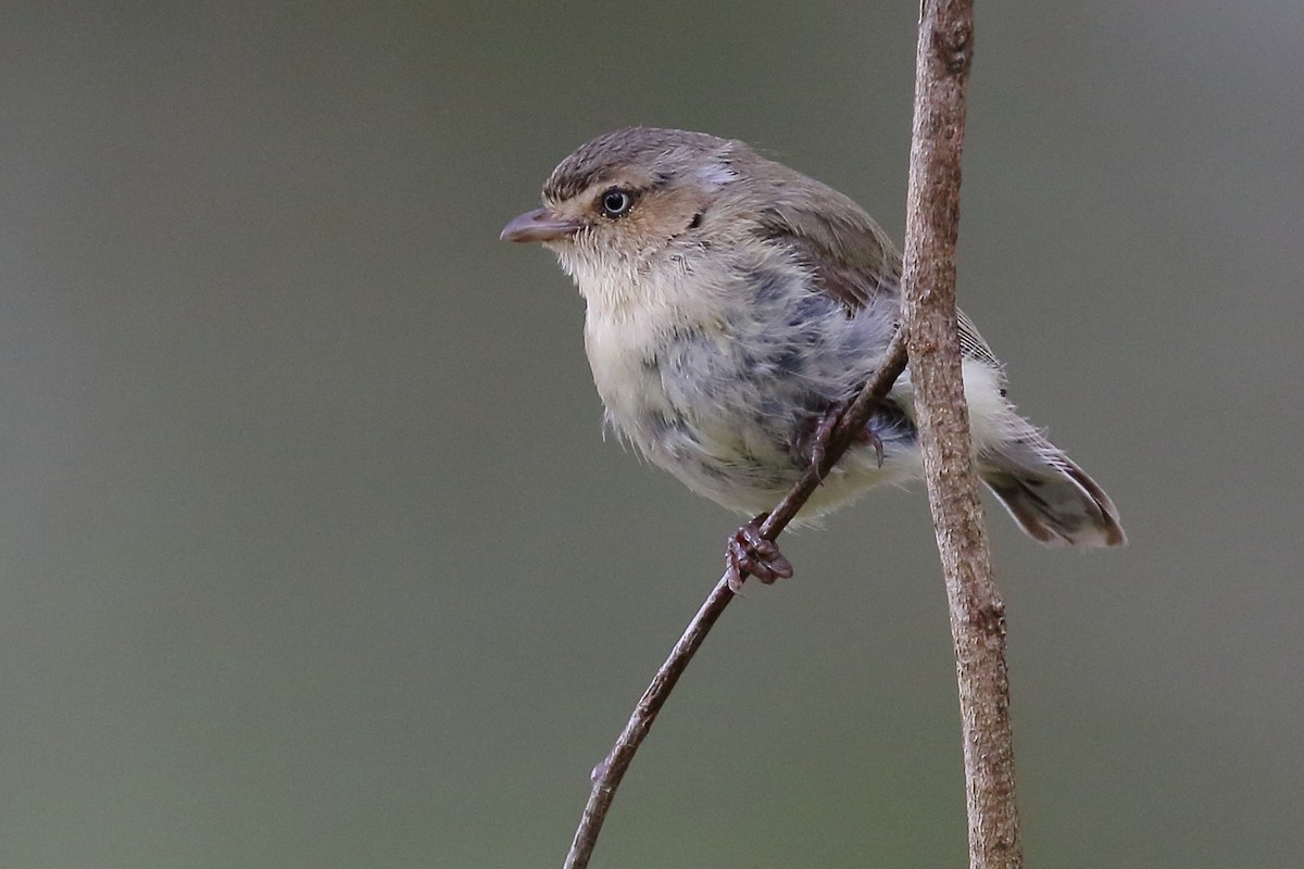 コバシムシクイ - ML392147231