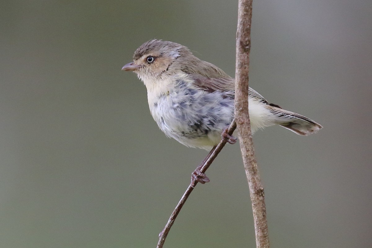 コバシムシクイ - ML392147271