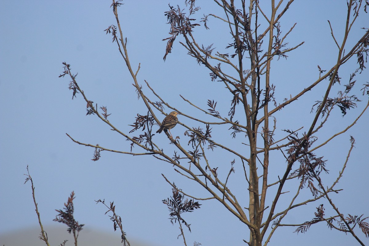 Tree Pipit - Ashwin Viswanathan