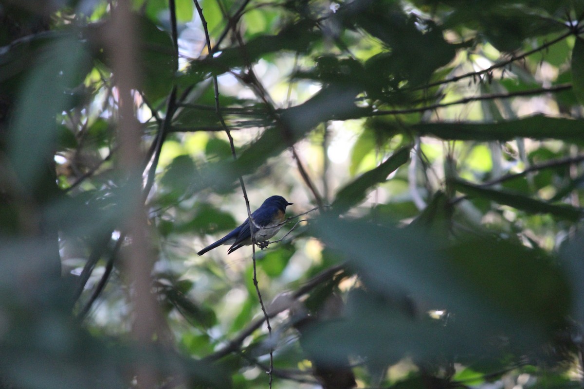 Blue-throated Flycatcher - ML39214851