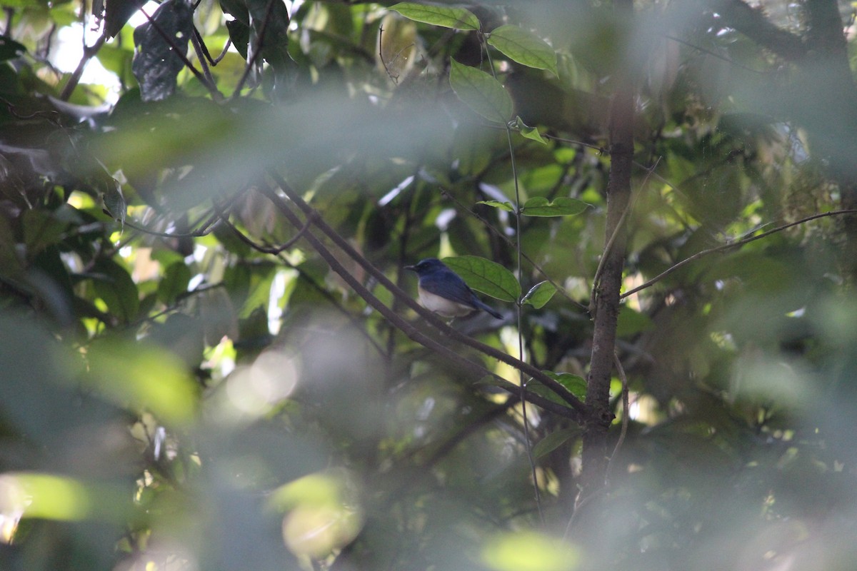 Blue-throated Flycatcher - ML39214861