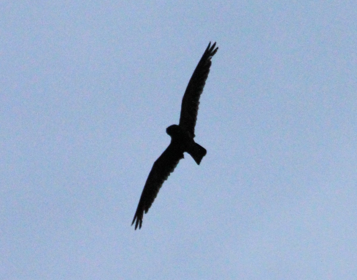 Short-tailed Nighthawk - Paulo Valadao