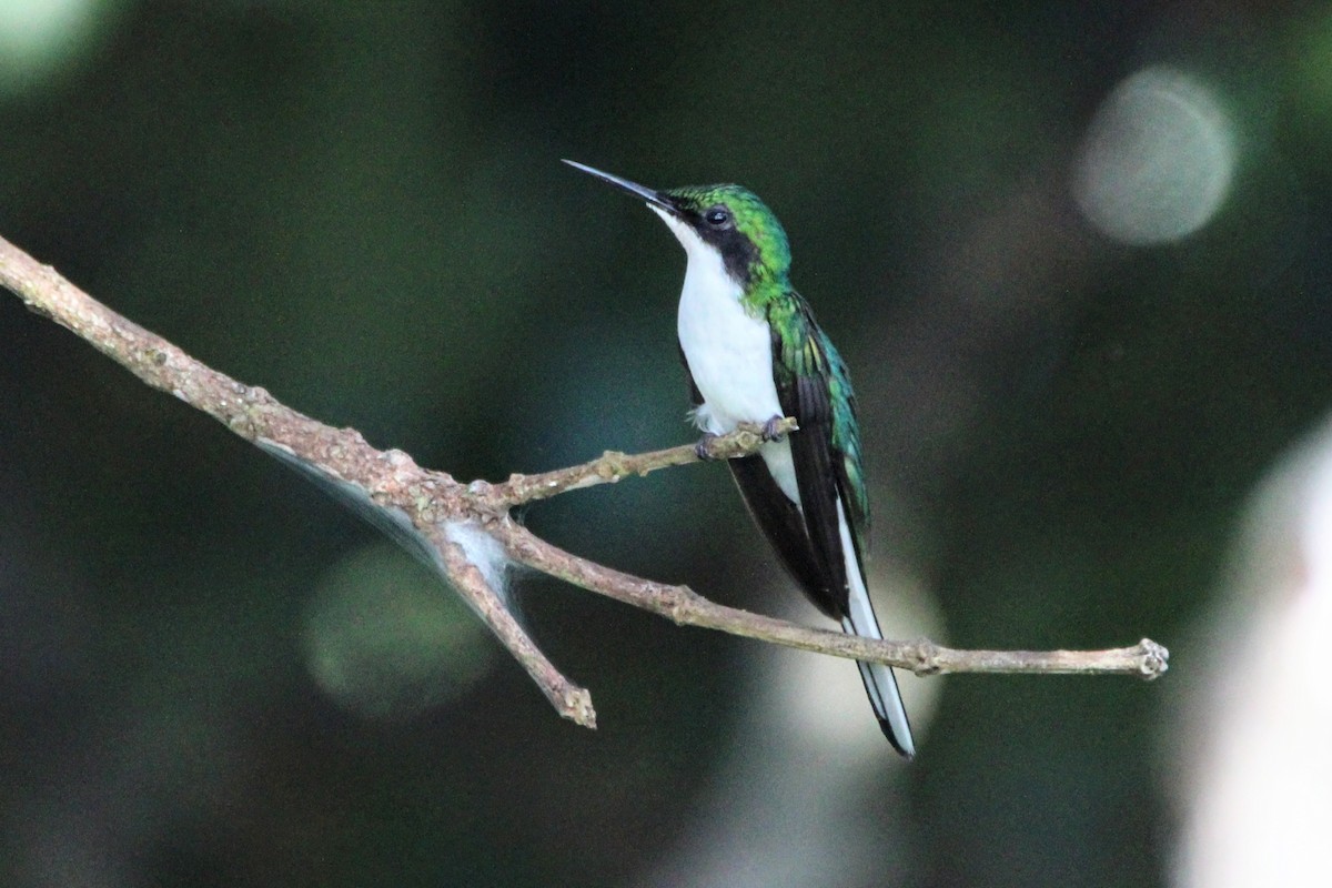 Colibrí Hada Oriental - ML392148791