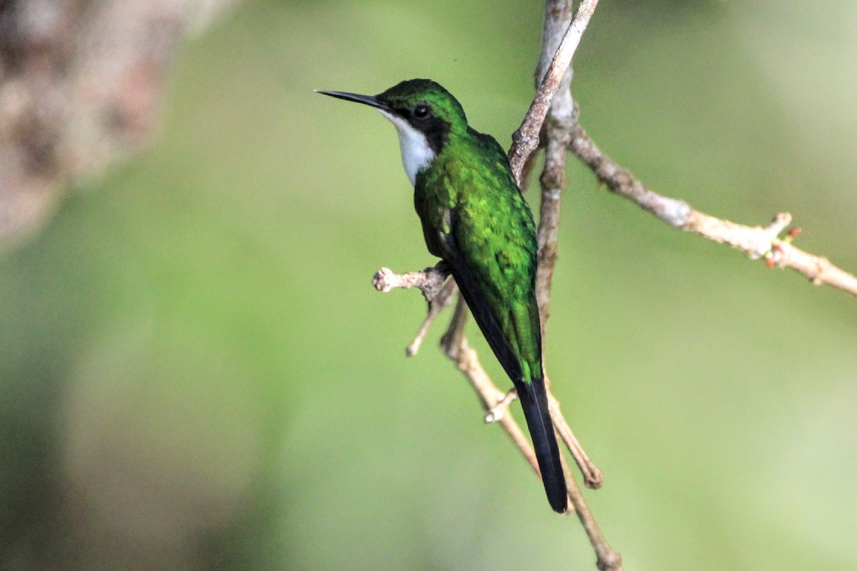 Colibrí Hada Oriental - ML392148811