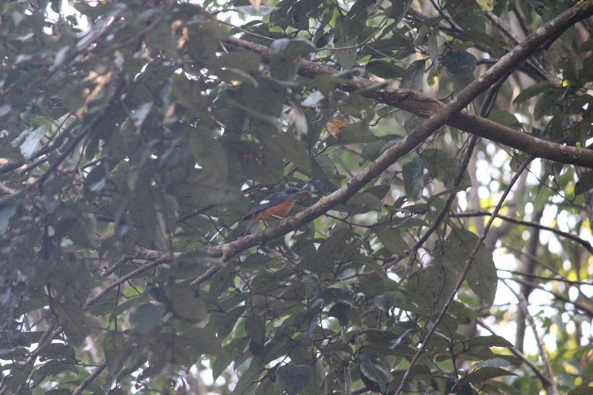 Blue-capped Rock-Thrush - ML39215091