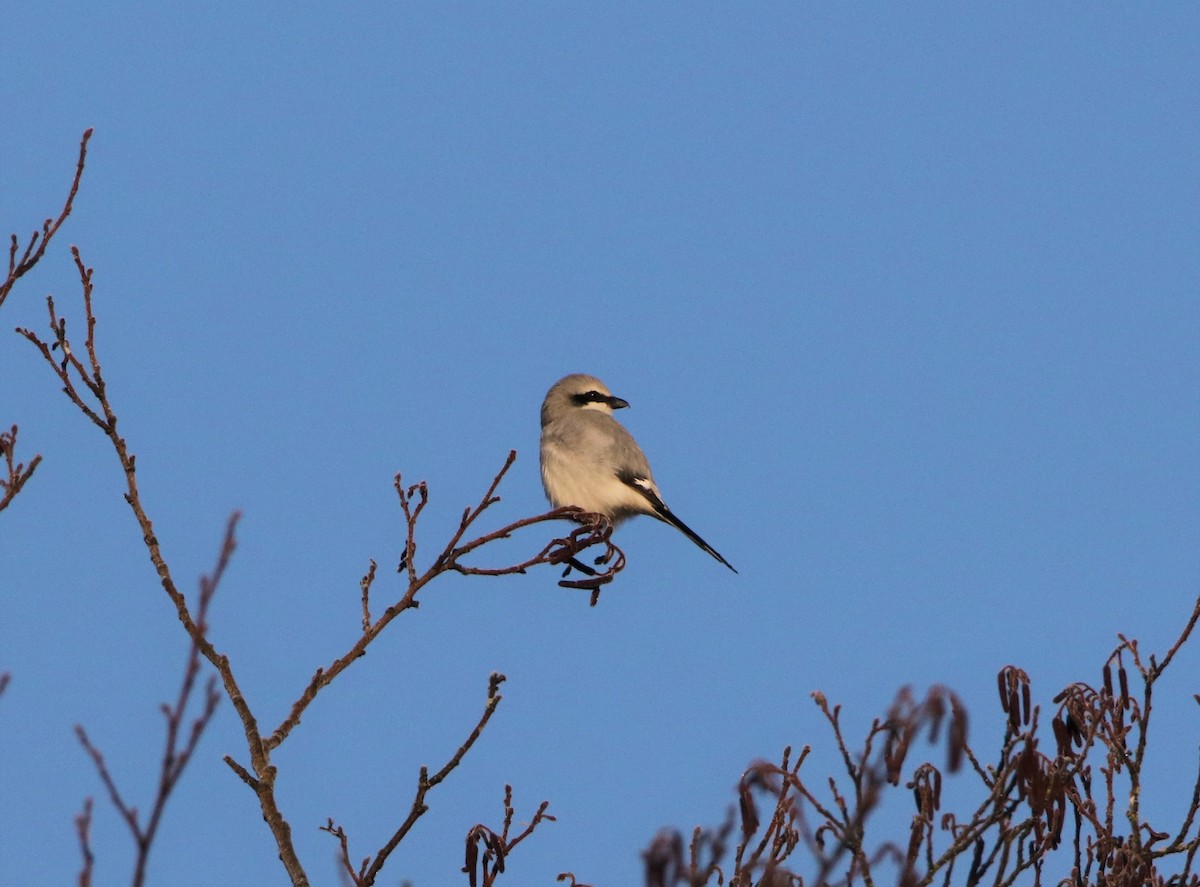 Great Gray Shrike - ML392151061