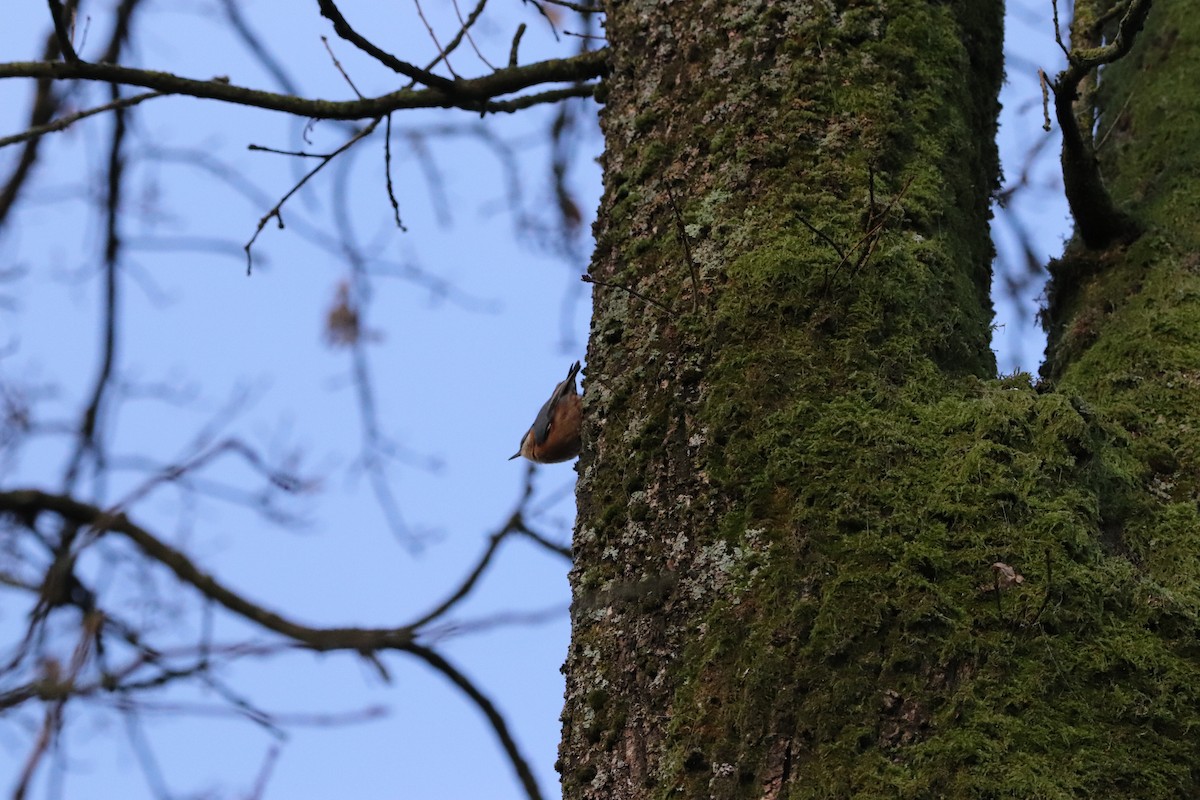 Eurasian Nuthatch - ML392151081