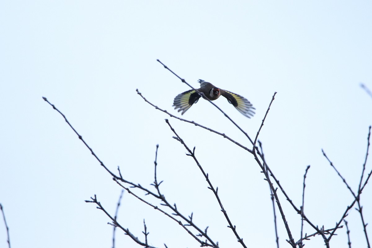 European Goldfinch - ML392151091