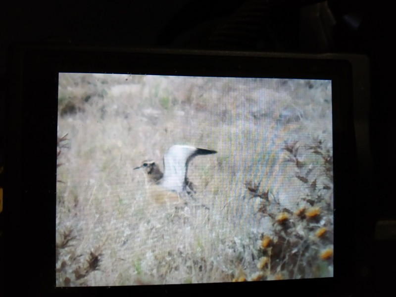 Eurasian Dotterel - Manuel Bárcena // Oxyura Birdwatching