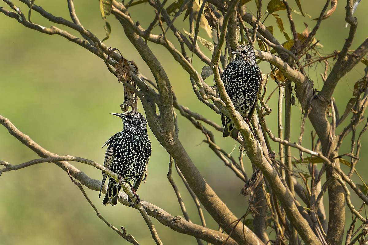 European Starling - ML392151481