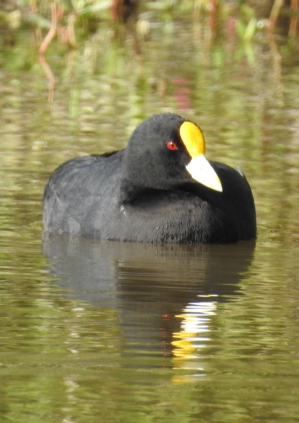 White-winged Coot - ML392151591