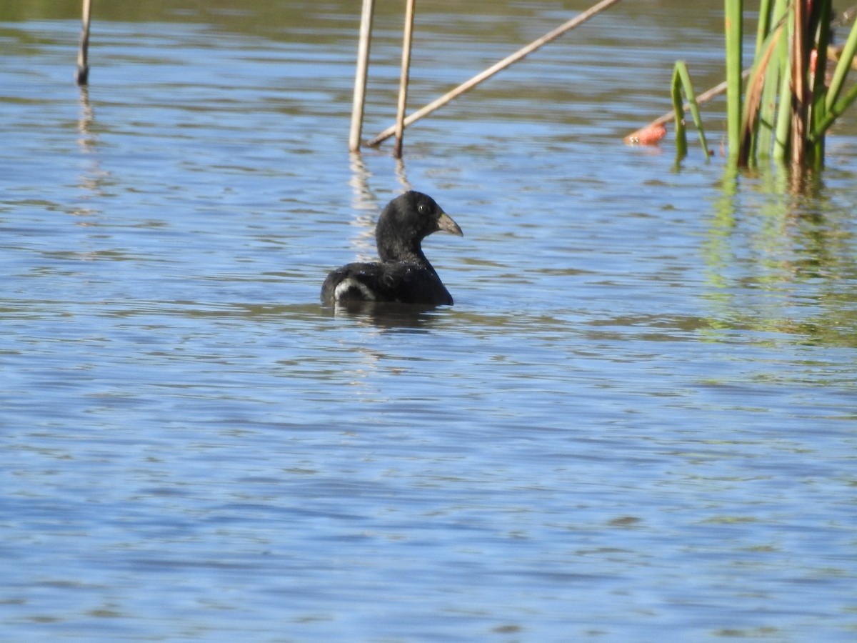 White-winged Coot - ML392151601