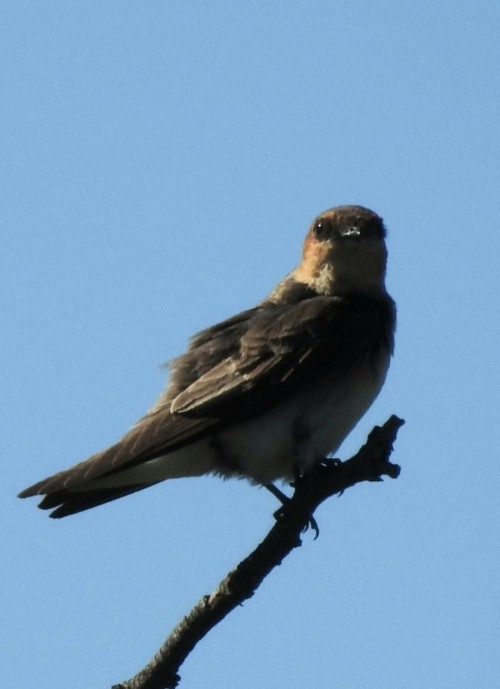 Tawny-headed Swallow - Fernando Muñoz