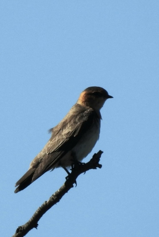 Tawny-headed Swallow - Fernando Muñoz