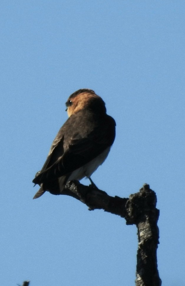 Golondrina Cabecicastaña - ML392151911