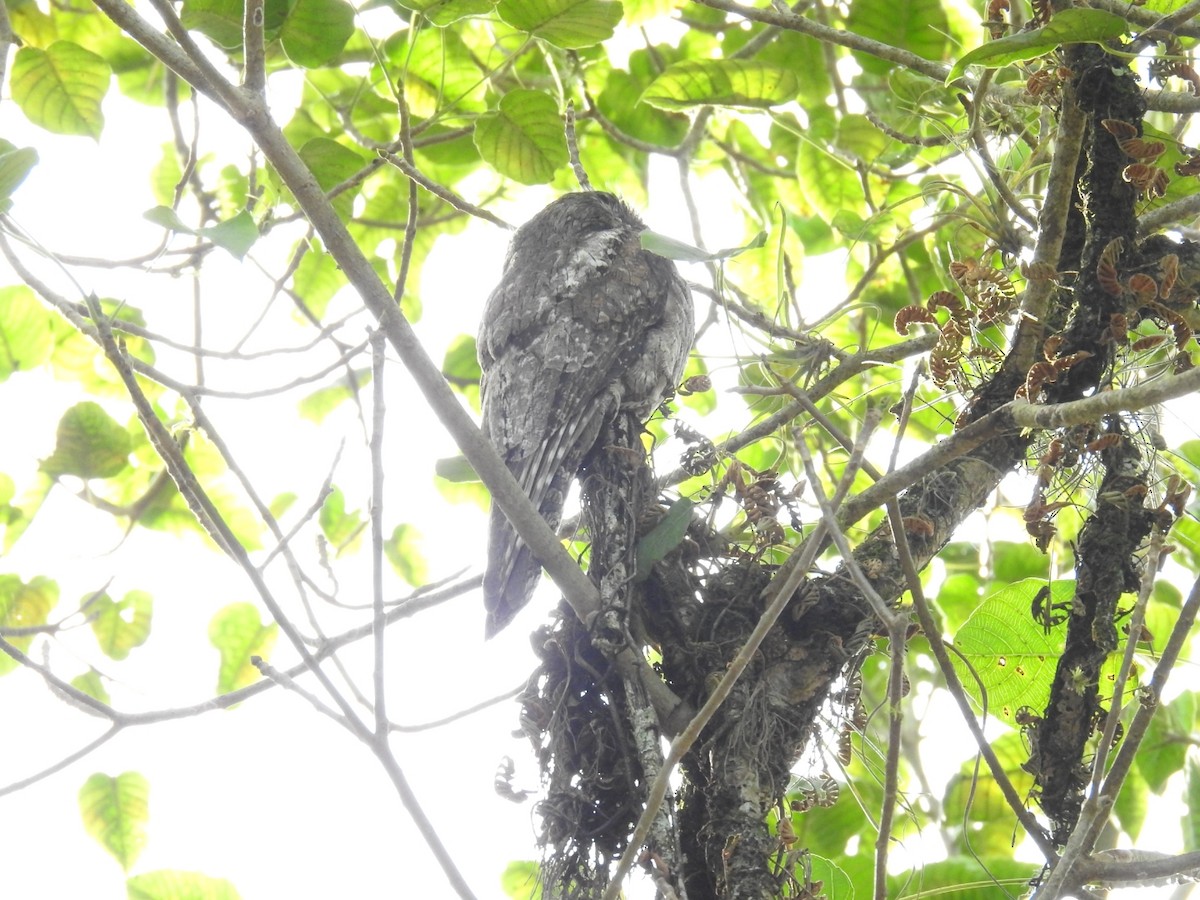 Common Potoo - ML392152371