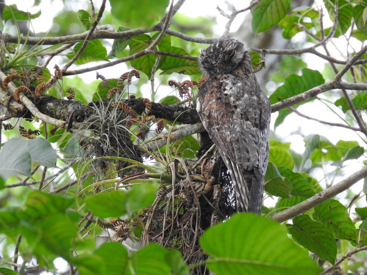 Common Potoo - ML392152381