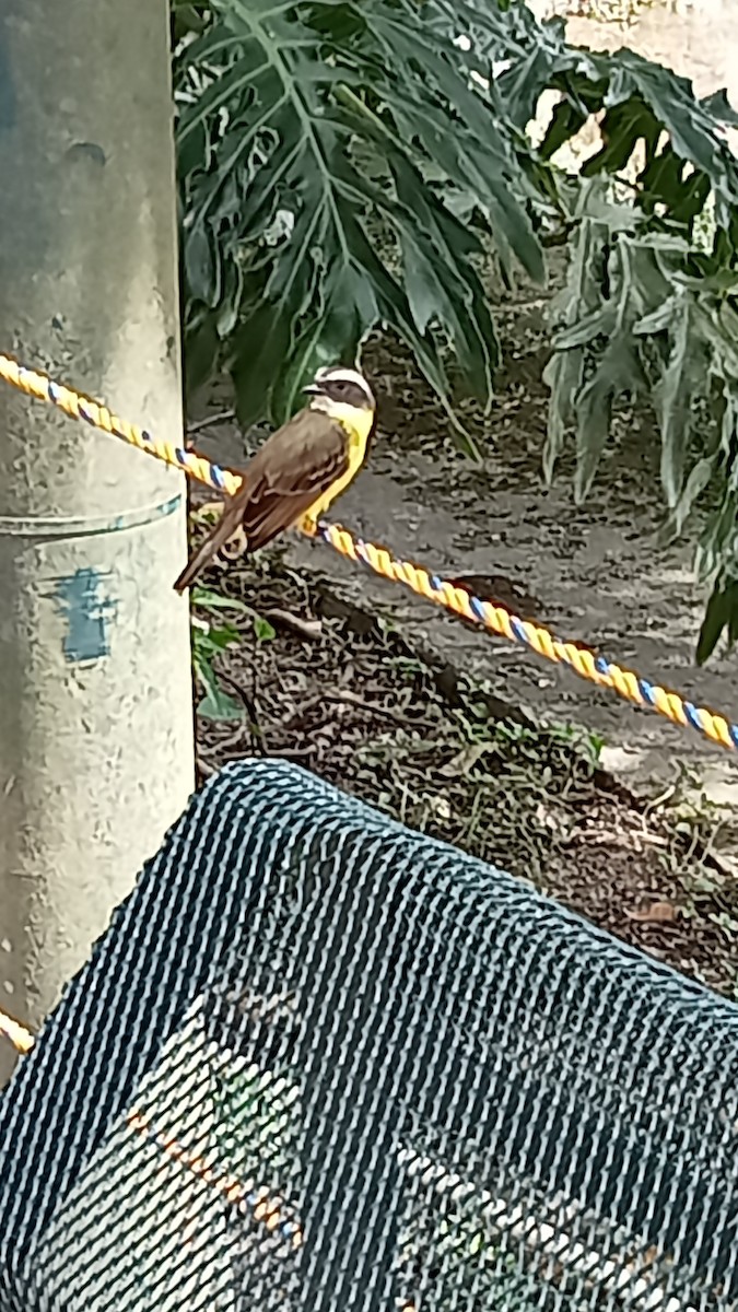 Rusty-margined Flycatcher - ML392152711