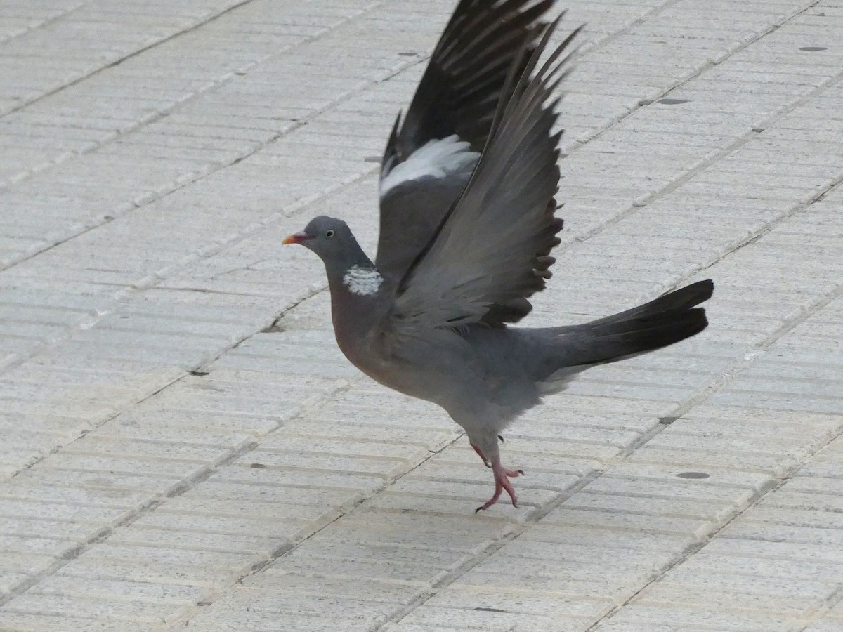 Common Wood-Pigeon - ML392152821