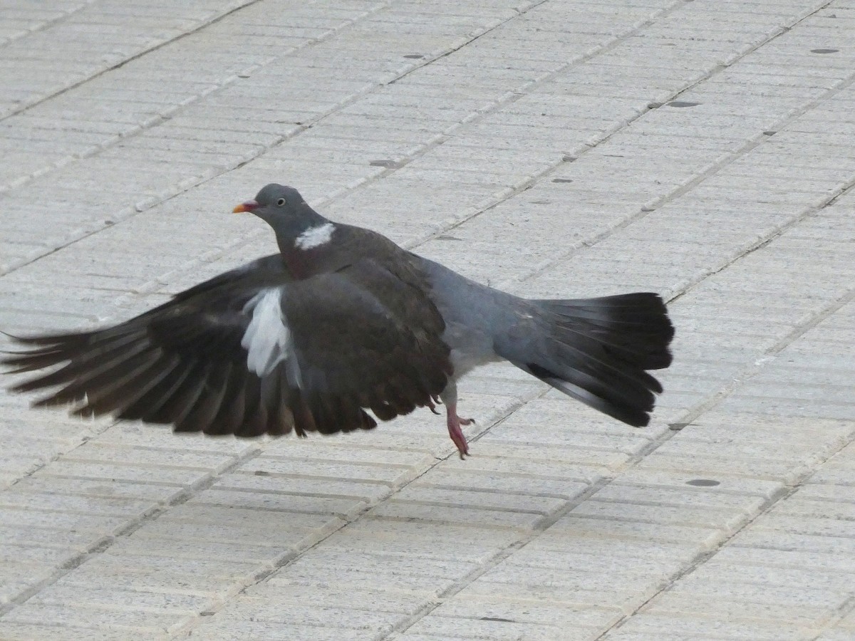 Common Wood-Pigeon - ML392152831