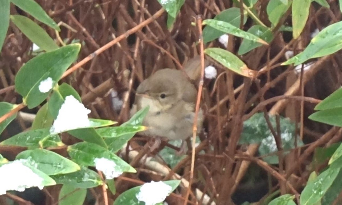 Blyth's Reed Warbler - Alexander Lees