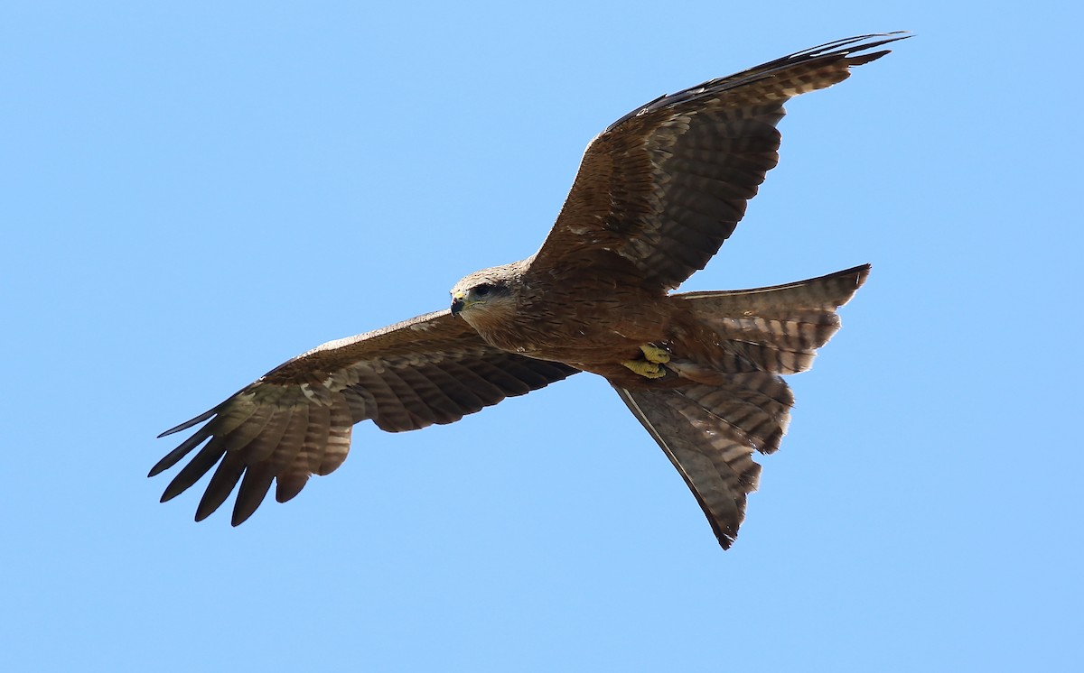 Black Kite - ML39215631