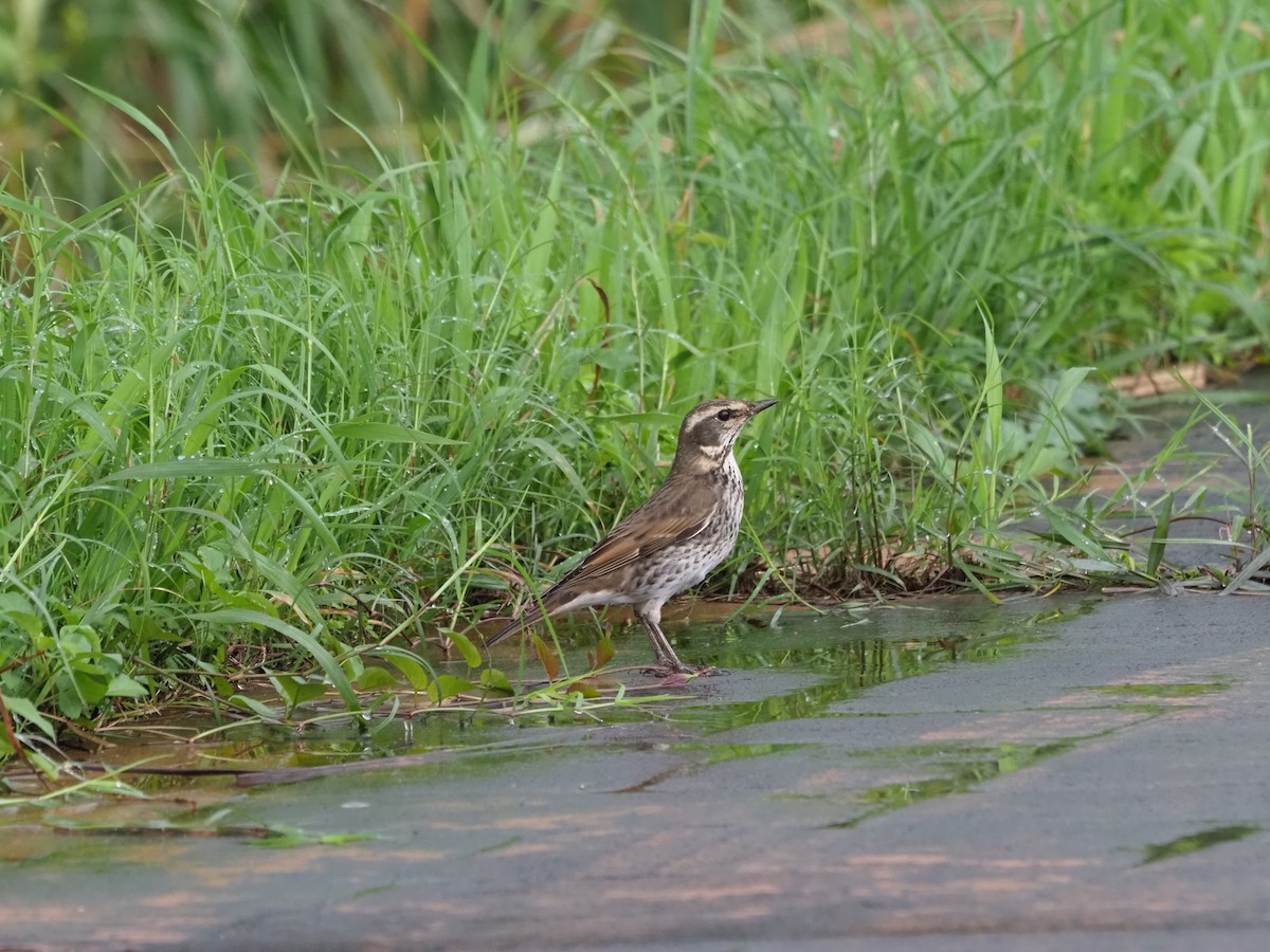 Birigarro hegalgorria - ML392156371