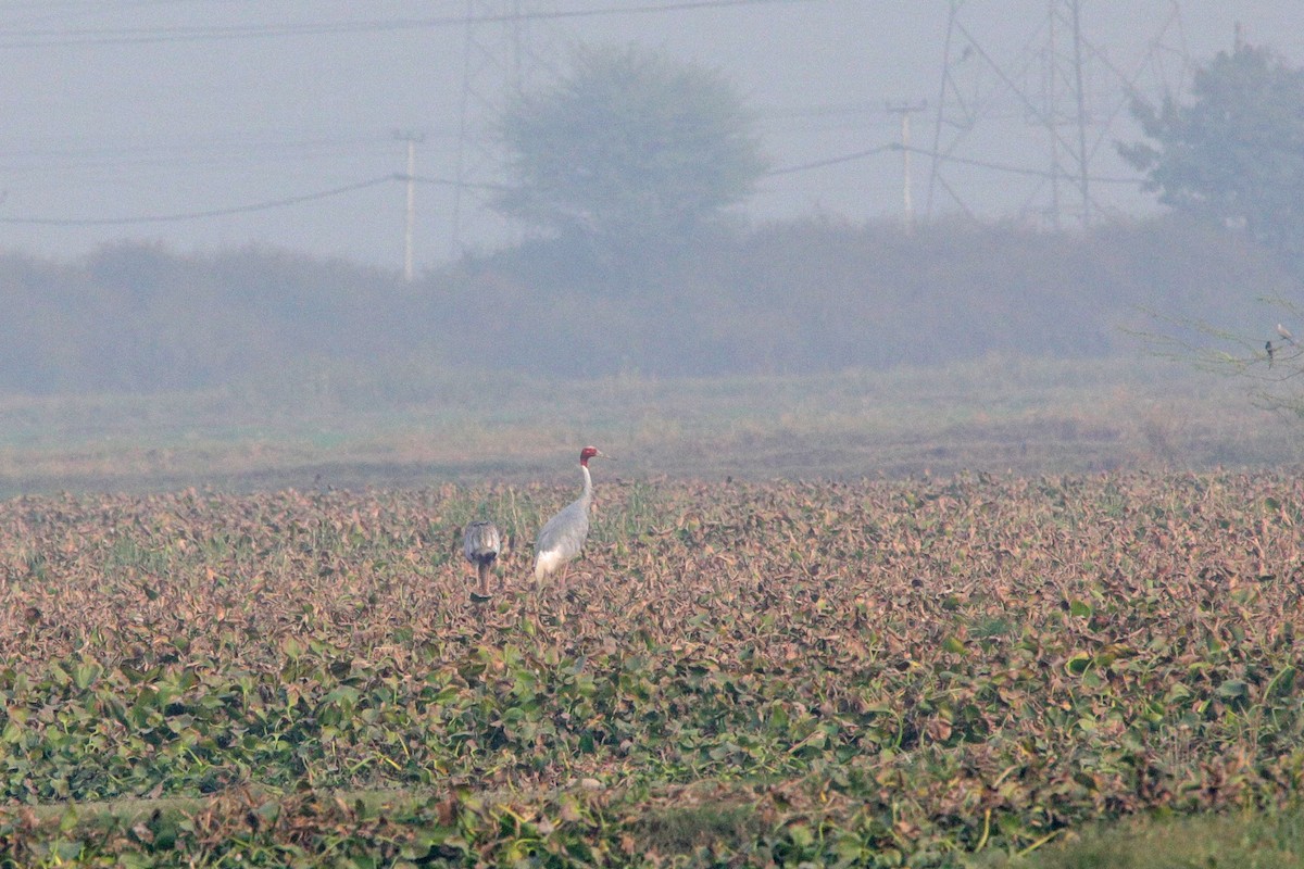 Common Crane - ML392158511