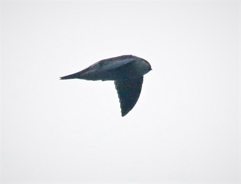 Black-nest Swiftlet - ML392158951