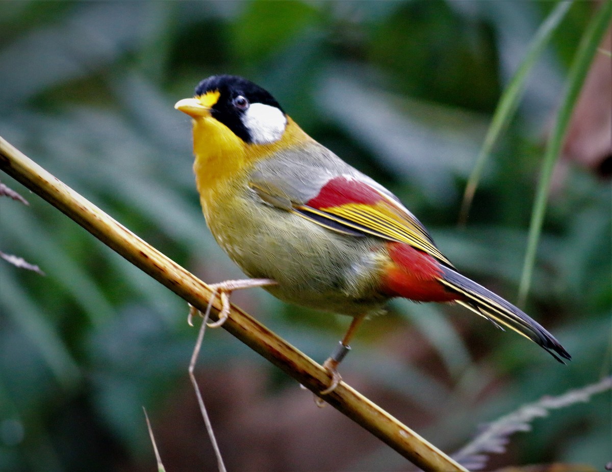 Silver-eared Mesia - ML392159001