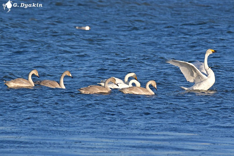 Whooper Swan - ML392159661