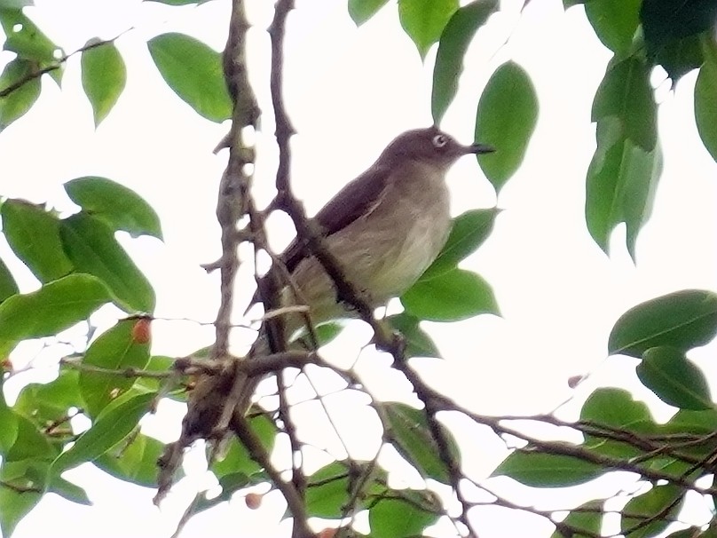 Cream-vented Bulbul - ML392161061