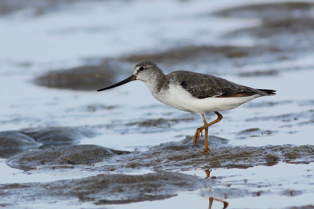 Terek Sandpiper - ML39216211