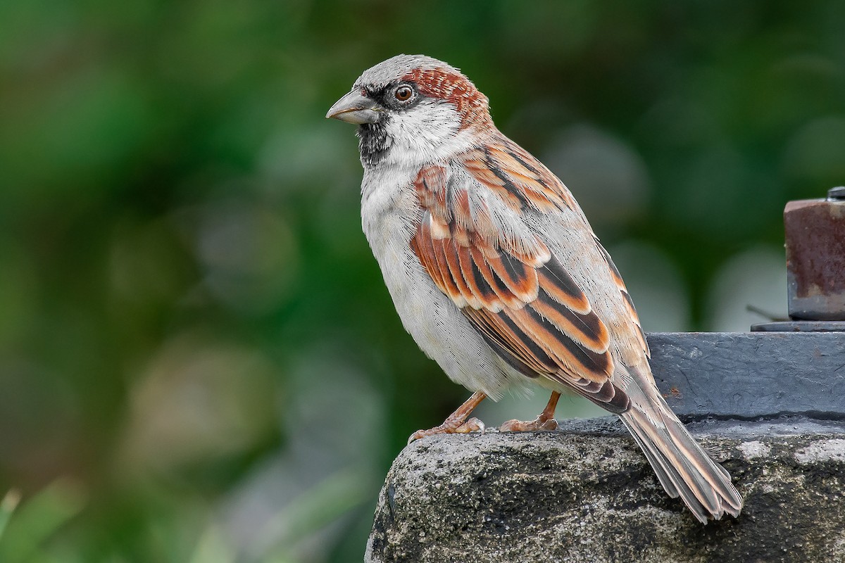 House Sparrow - ML392162131