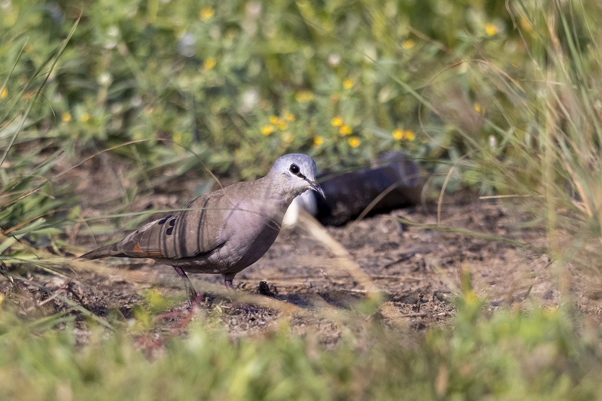 Black-billed Wood-Dove - ML392162161