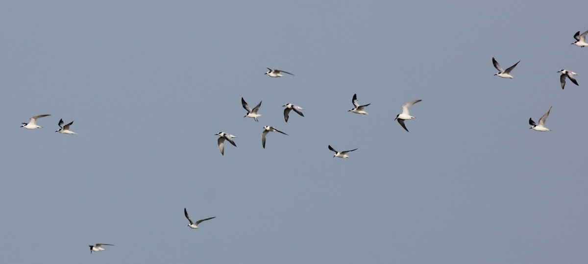 Little Tern - ML39216221