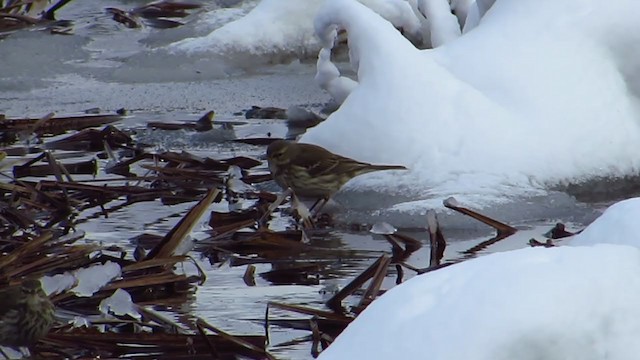 Water Pipit - ML392162311