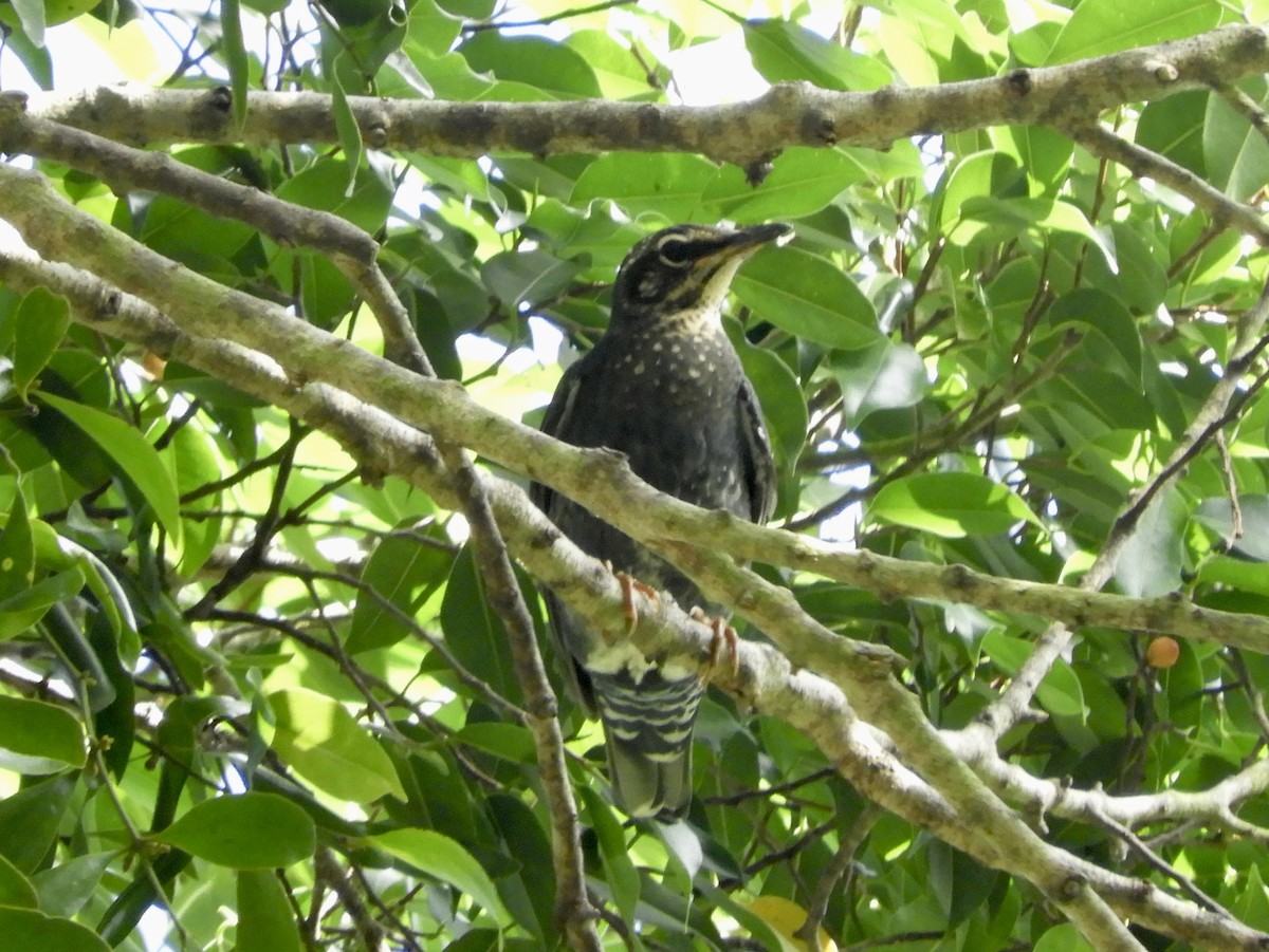 Siberian Thrush - ML392162321