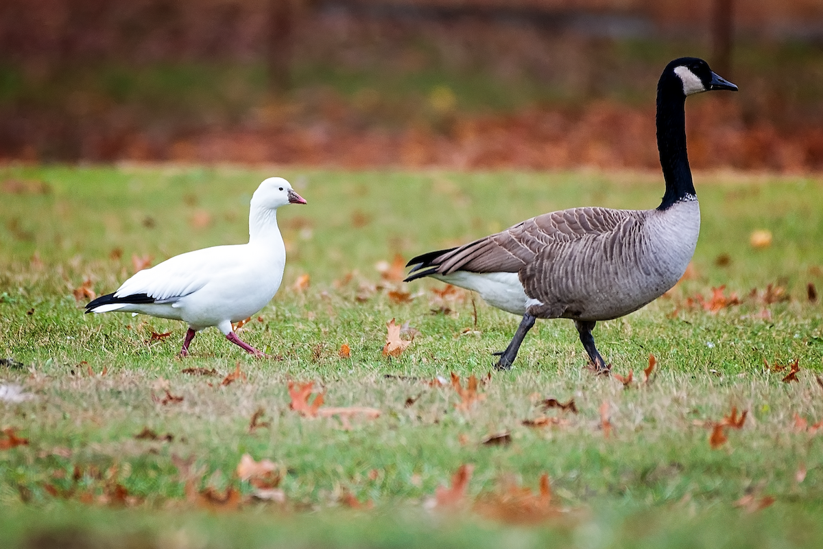 Ross's Goose - ML392162611