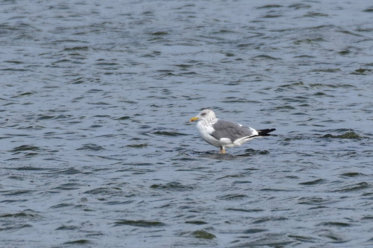 Gaviota Argéntea (vegae) - ML392163031