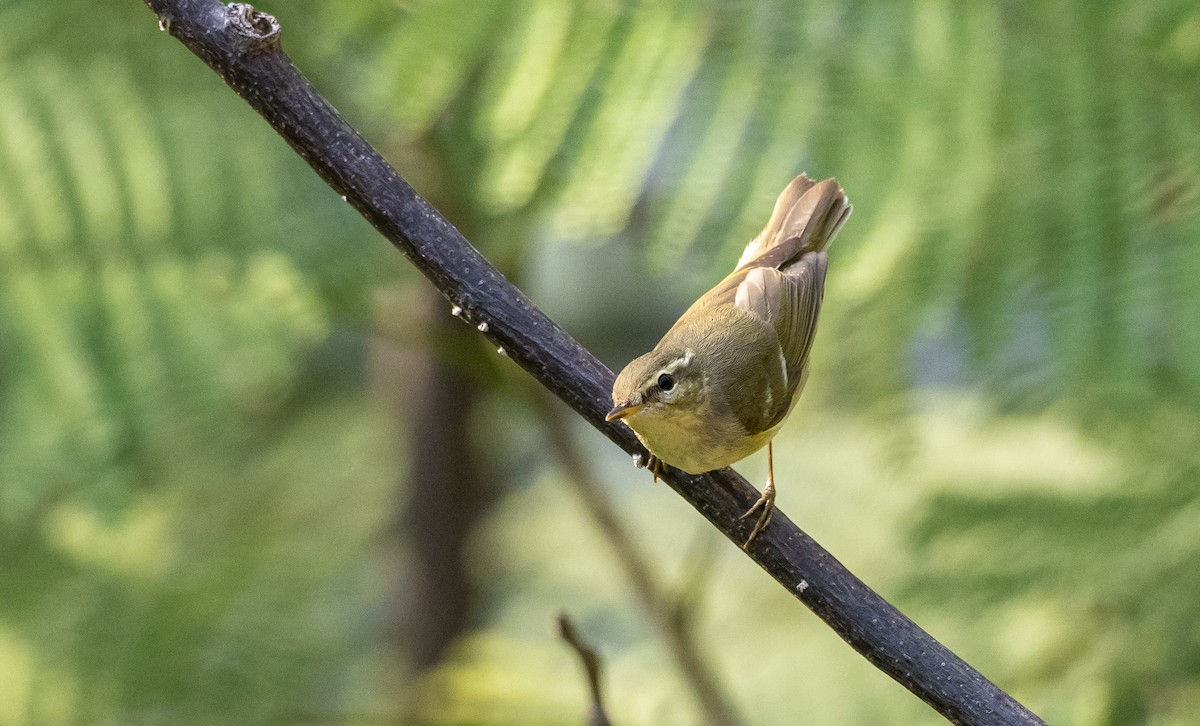 Kamchatka Leaf Warbler - Forest Botial-Jarvis