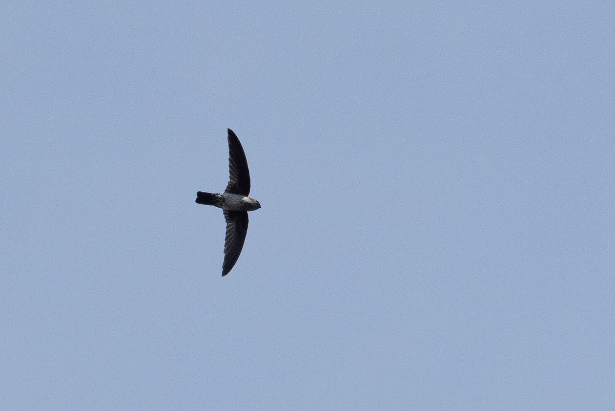 Gray-rumped Swiftlet - Forest Botial-Jarvis