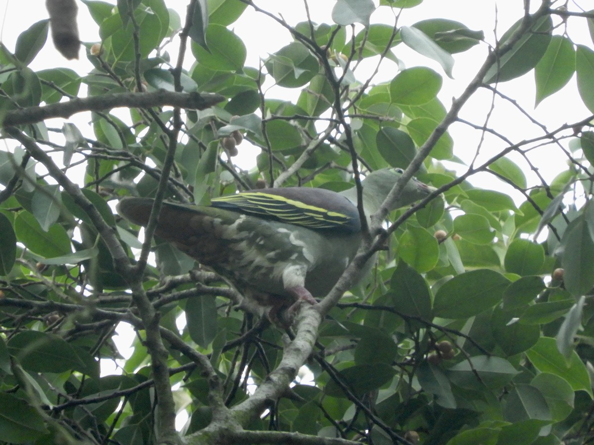 Thick-billed Green-Pigeon - Bear Jia