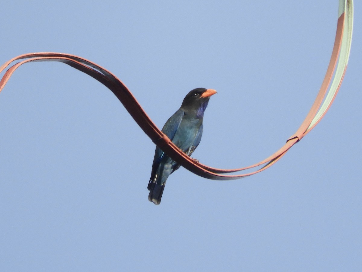 Dollarbird - ML392164211