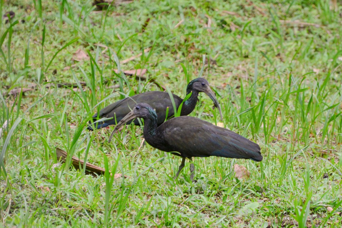 ibis zelený - ML392166571
