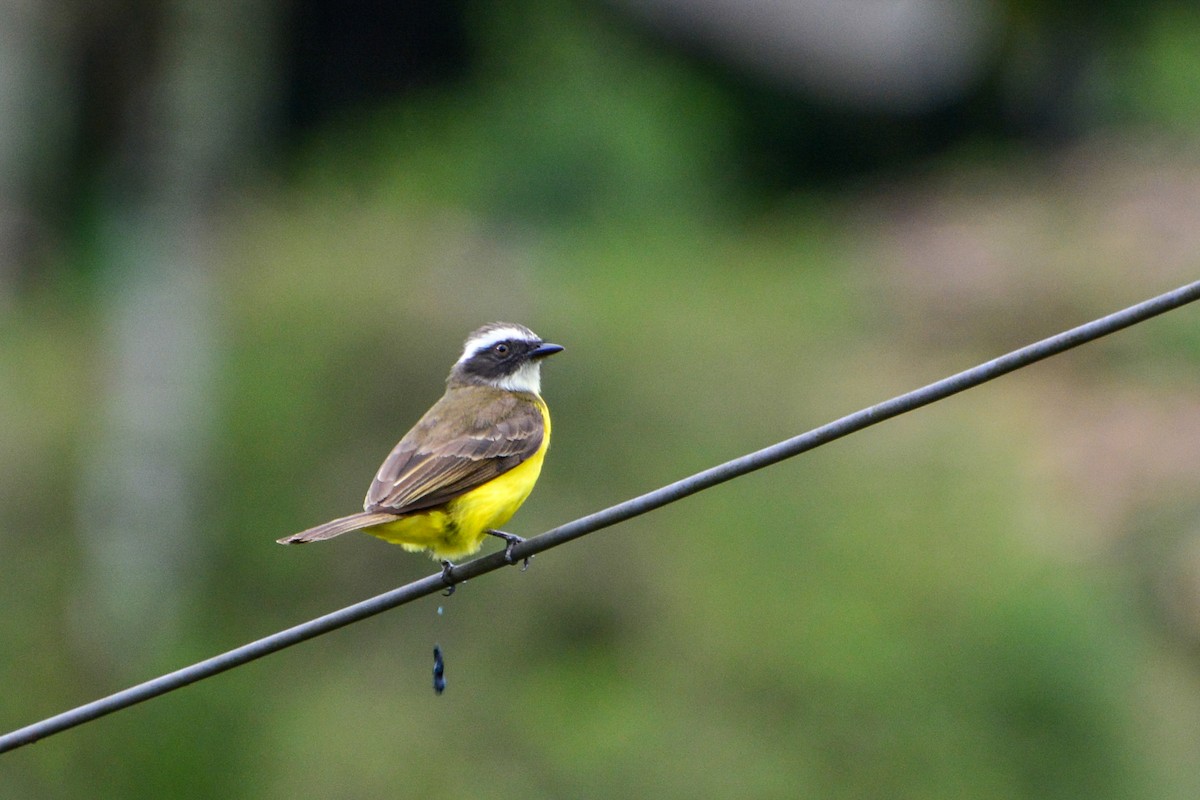 Social Flycatcher - ML392167071